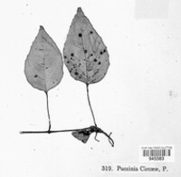 Puccinia circaeae image